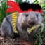 Wombat Rambo