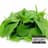 Spinach.mp3