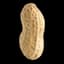 Peanut