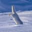 Arctic_Fox
