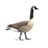 Branta canadensis