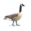 Branta canadensis