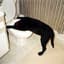 Alfie_Solomons