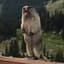 Screaming Marmot
