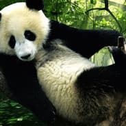 PajamaBanana