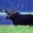 Moose