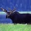 Moose