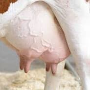 CowTits8