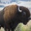 Bison