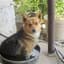 literal dog water