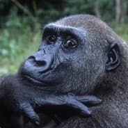 Ape