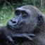 Ape
