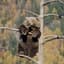 Bear-In-The-Air