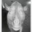 beefer
