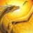 YellowDragon