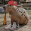 Don Capybara