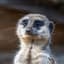 Lord Meerkat