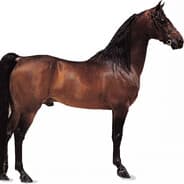 horse97