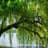 Willow tree