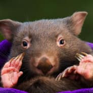 Rabid Wombat