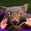 Rabid Wombat