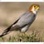 Falcon of Feeding