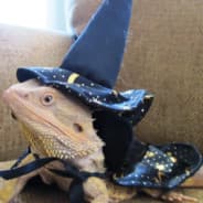 Xx_Lizzard_Boi1xX