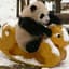 OMGPandas
