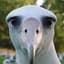 Albatross