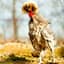 King of the Chickens