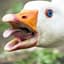 piousgoose