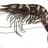 BT-Shrimp