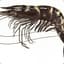 BT-Shrimp
