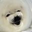 -seal-