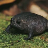 Žabikuk
