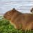 CapyBara