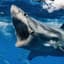 TheGreatWhiteShark