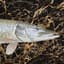 Esox Lucius