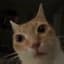 orange (the cat)