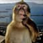 apewithpc