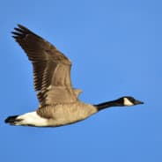 The Mighty Goose