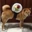 ♖SushiDog