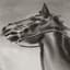 Scrimshaw