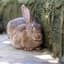 comforting a dying rabbit