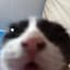 chimichanga