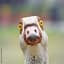 -=Goose=-