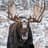 Moose