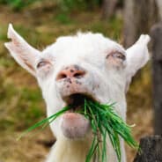 GoatYogurt24