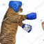 Boxing cat