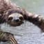 Wet Sloth